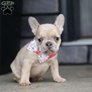 Cara, French Bulldog Puppy